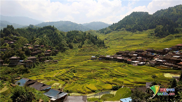 9月7日,广西柳州,金秋时节,地处苗山深处的融水苗族自治县梯田稻谷