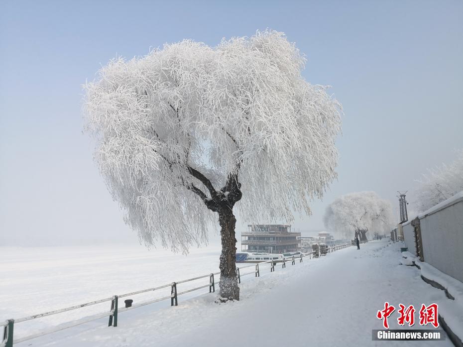 "冰城"哈尔滨现雾凇美景_旅游频道_中国青年网