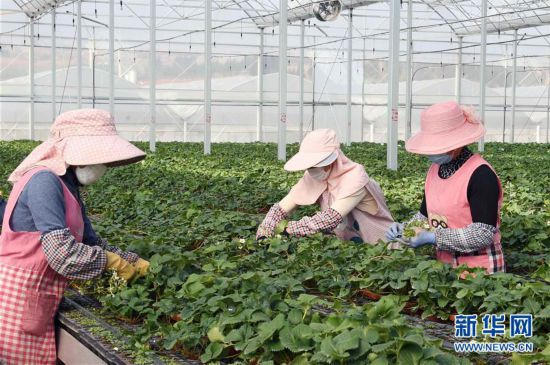 （经济）（1）云南寻甸：草莓育苗基地复工生产