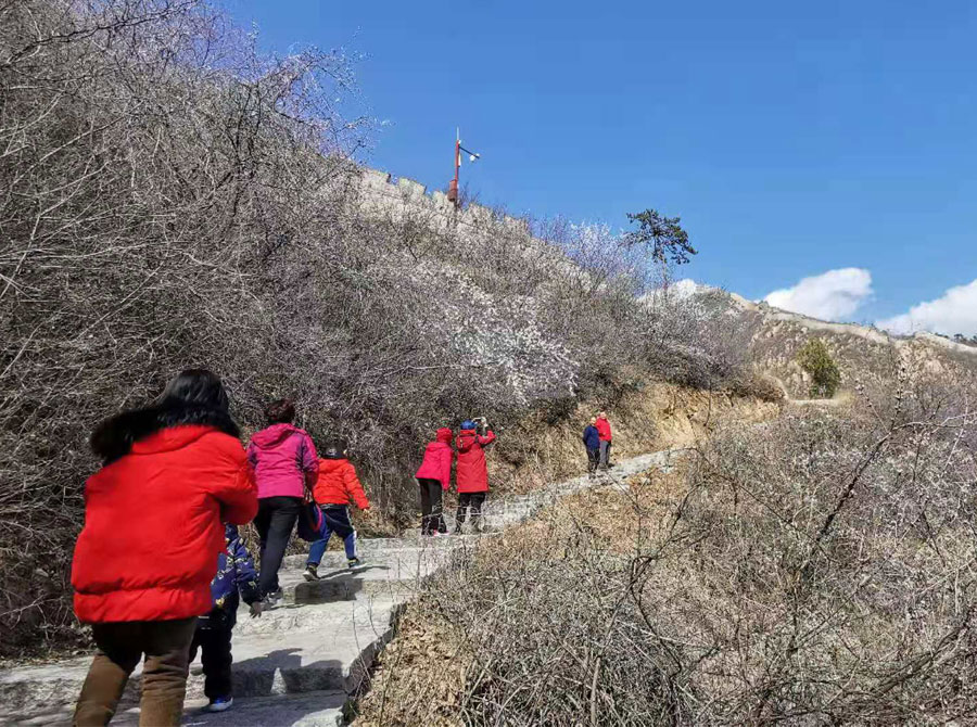 春日踏青，游客携家人登长城。人民网记者 鲁婧摄