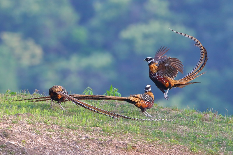 白冠长尾雉雄鸟为领地而争。董寨国家级自然保护区供图