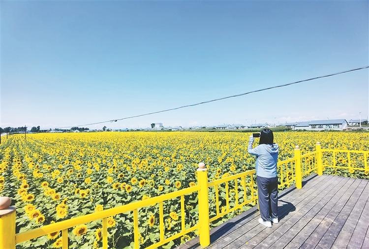 黑河市孙吴县：村西稻公园 村东花海洋