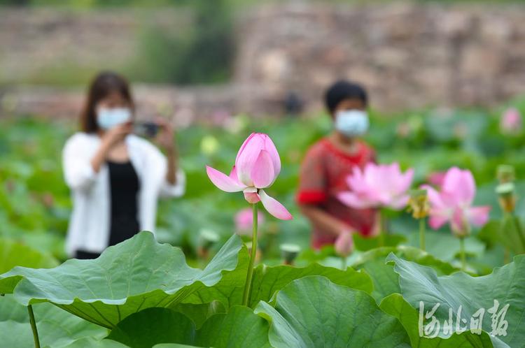 河北沙河：荷塘美景引客来