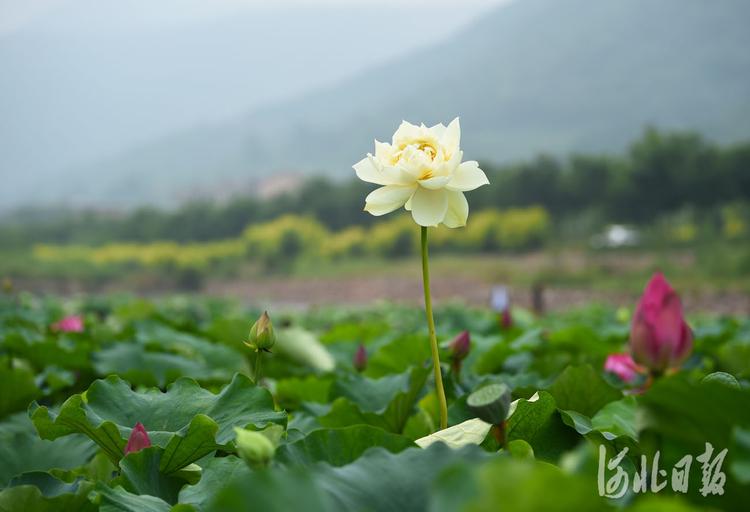 河北沙河：荷塘美景引客来