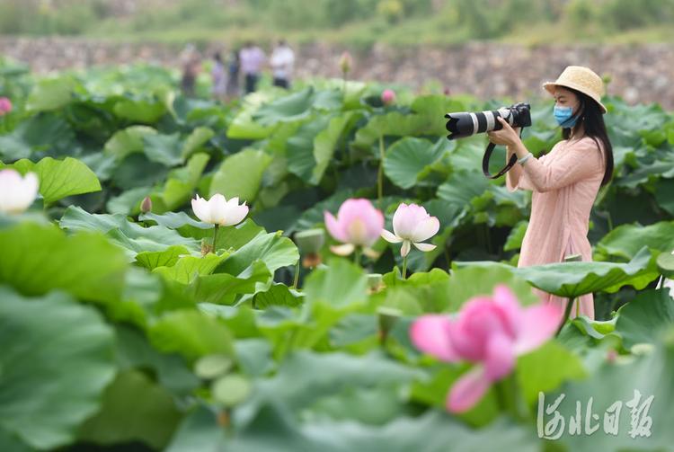 河北沙河：荷塘美景引客来