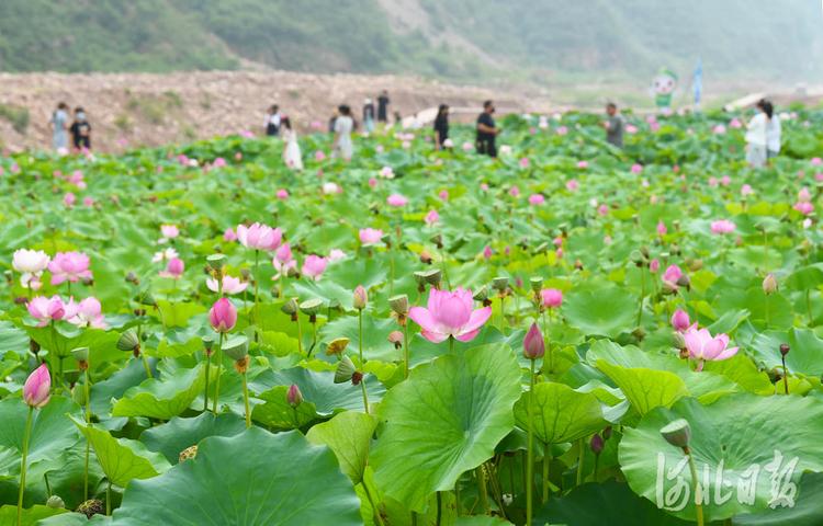 河北沙河：荷塘美景引客来