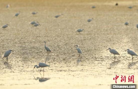 在南沙湿地觅食的鸟类 广东省林业局 供图