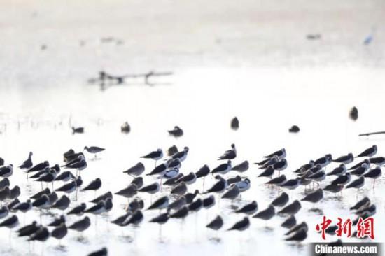 大批鸟类在南沙湿地出现 广东省林业局 供图