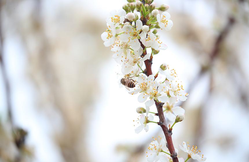 蜜蜂采集李花蜜。