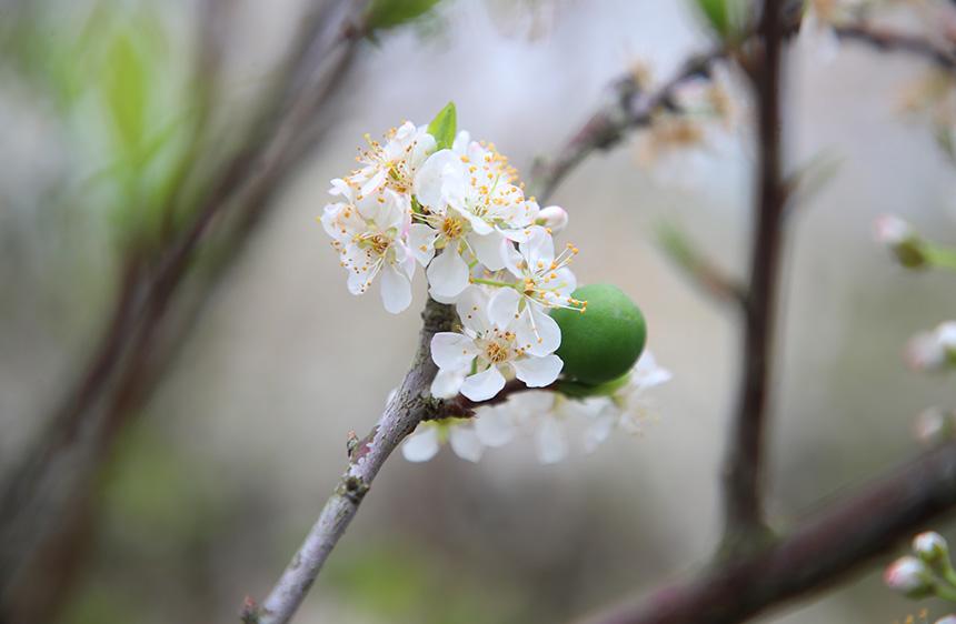 花果“同框”。