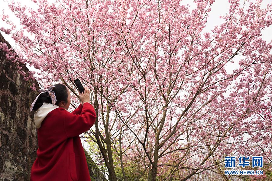 【城市远洋】重庆早春樱花开 又到踏青赏花时