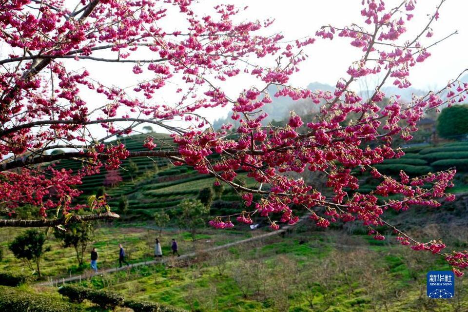 福建武夷山：茶园樱花开 不负春光美