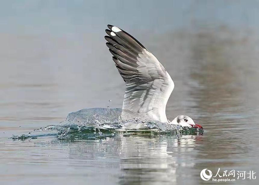 棕头鸥首次现身河北衡水湖。 林子摄