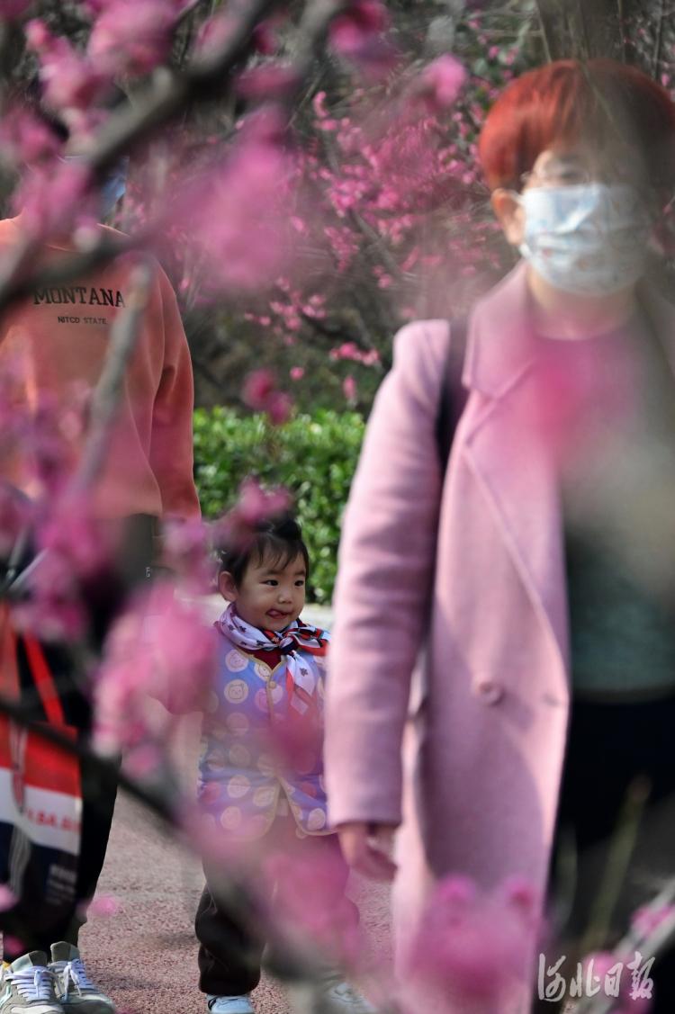 河北石家庄：红梅绽放满眼春