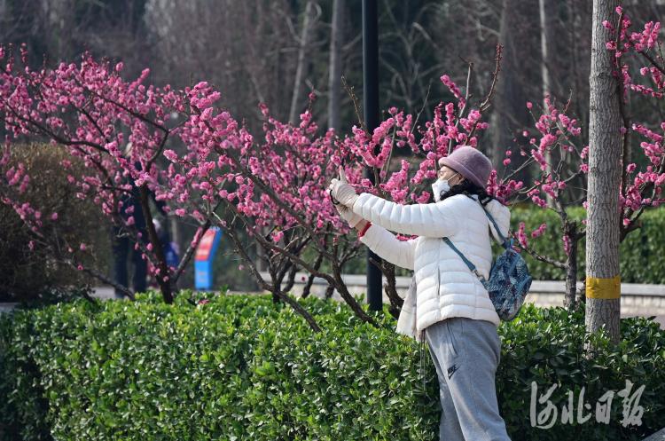 河北石家庄：红梅绽放满眼春