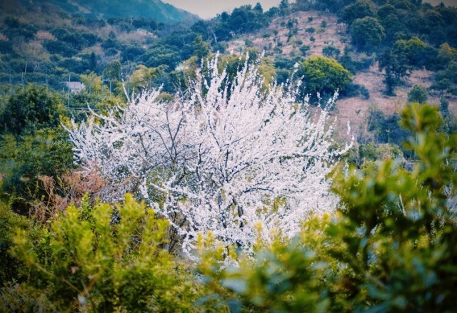 无锡滨湖：春到马山 定格美妙时光