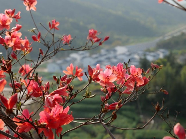 黄冈浠水黄溪冲村杜鹃盛开。