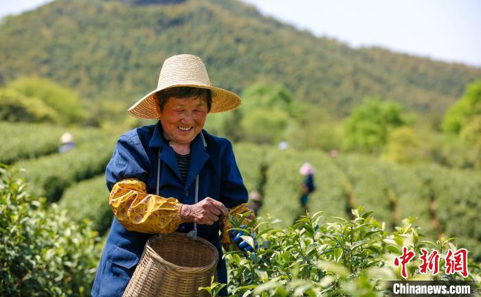 在安徽省铜陵市义安区钟鸣镇九榔村300亩白茶园内，茶农展示采摘的春茶。　陈晨 摄