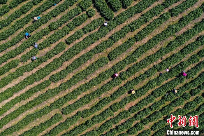 在安徽省铜陵市义安区钟鸣镇九榔村300亩白茶园内，茶农在采摘春茶。　陈晨 摄