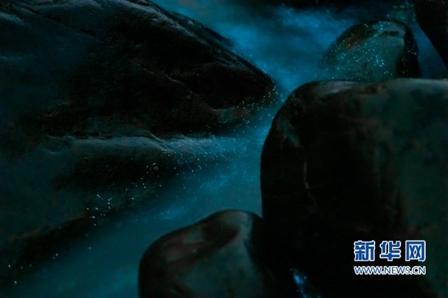 福建平潭：燦若星河 “藍(lán)眼淚”踏浪而來_fororder_1128555578_16498181676541n