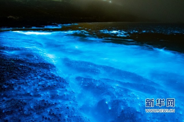 福建平潭：燦若星河 “藍(lán)眼淚”踏浪而來