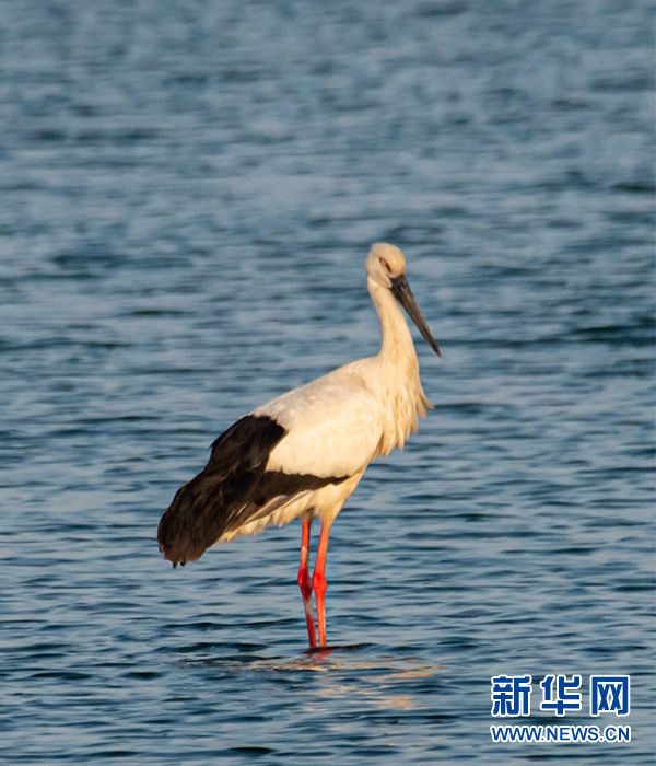 黄海滩涂“来客”多 候鸟翩飞入画来