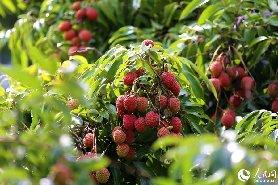 厦门山海健康步道：夏至时节荔枝挂满枝头  青红相映芬芳袭人