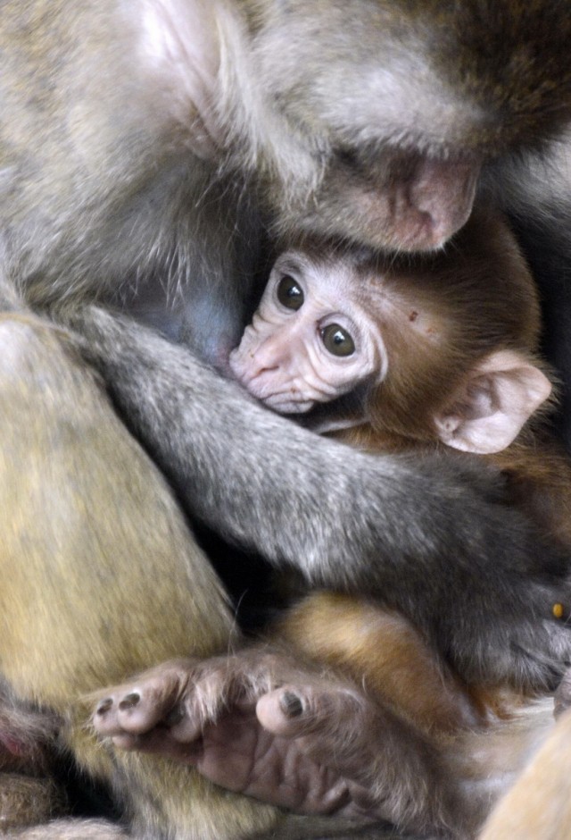 北京動物園的一只獼猴寶寶在獼猴媽媽懷里(7月2日攝)。