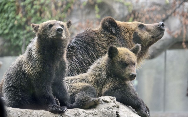 北京動物園的棕熊媽媽和兩只熊寶寶(7月2日攝)。