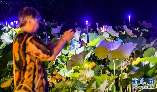 河南洛陽：沉浸夜游“荷塘月色”
