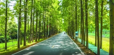 發(fā)展四季旅游 南京六合長江社區(qū)水杉林下好“風(fēng)光”