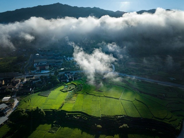 8月12日清晨，在南靖县，山峦上田野里云雾缠绕，成片农田一派绿意盎然景象，与土楼交相辉映，美若画卷。冯木波摄