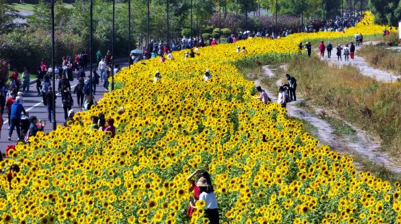 哈尔滨群力外滩湿地20万株葵花与300余万株千屈菜竞相绽放