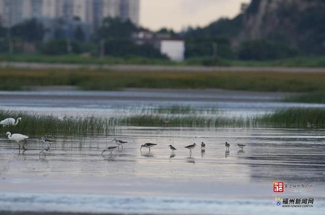 闽江河口湿地公园迎来全球候鸟迁徙高峰季节