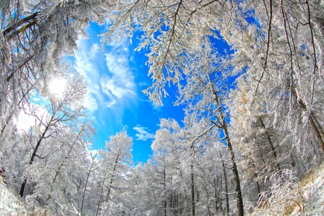 阿尔山初雪_fororder_初雪后的雾凇与湛蓝的天空相得益彰。　赖志强 摄