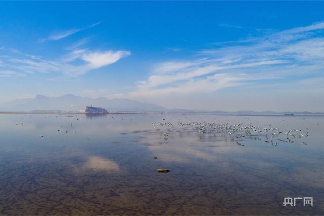 成群越冬候鸟在江西省鄱阳湖湖口水域集结，比往年来得要早半个月