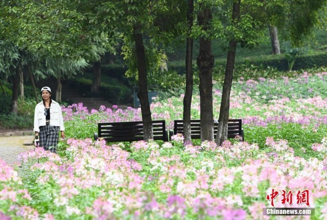 重庆园博园内大面积醉人蝴蝶鲜花盛开，许多市民来赏花游玩