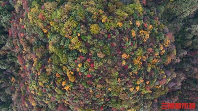 山峦起伏，秋色层叠，红黄相间的张家界尽显大自然之美