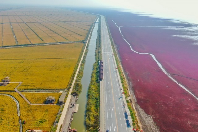 辽宁辽河三角洲湿地，一到秋天这里就成了“红色海岸线”