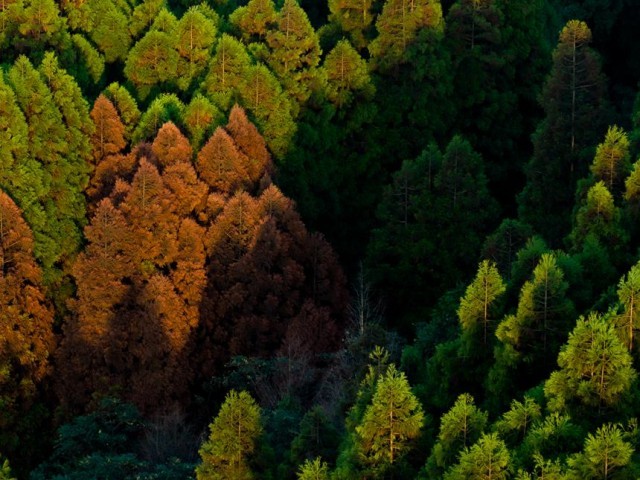 重庆南川：一岸柳杉林仍是保持青绿，一岸水杉林则已经变黄变红