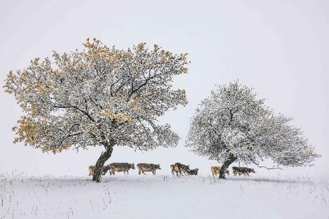 新疆那拉提：秋黄与雪白争奇斗艳