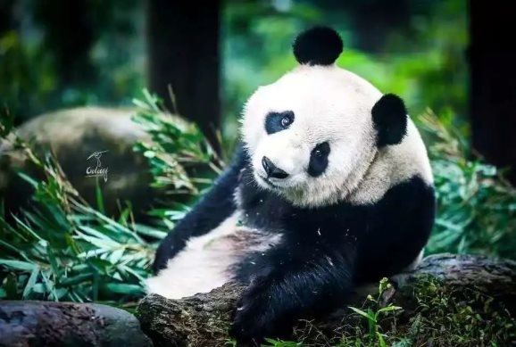 “雅宝”大熊猫：从深山走向世界