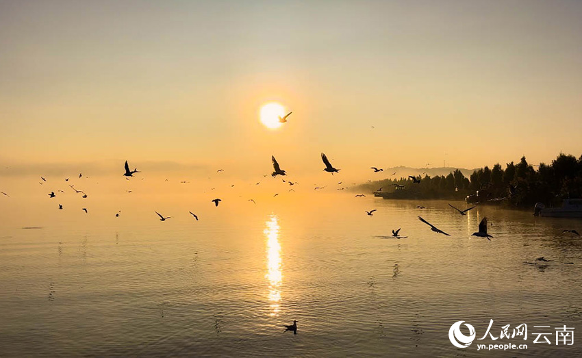 伴随着朝阳初升，成群海鸥聚集水面翱翔觅食。杨灿摄