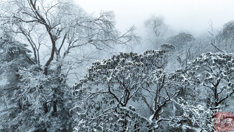 绵阳千佛山洁白无暇雪枝如絮景象美到极致，犹如冰雪仙境