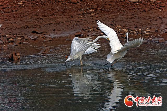 平凉市崇信县龙泽湖畔，冬日白鹭舞清影