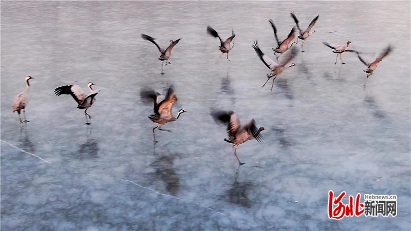 图2：2023年1月9日，灰鹤在河北省迁安市黄台湖湿地公园的冰面上起舞。.jpg