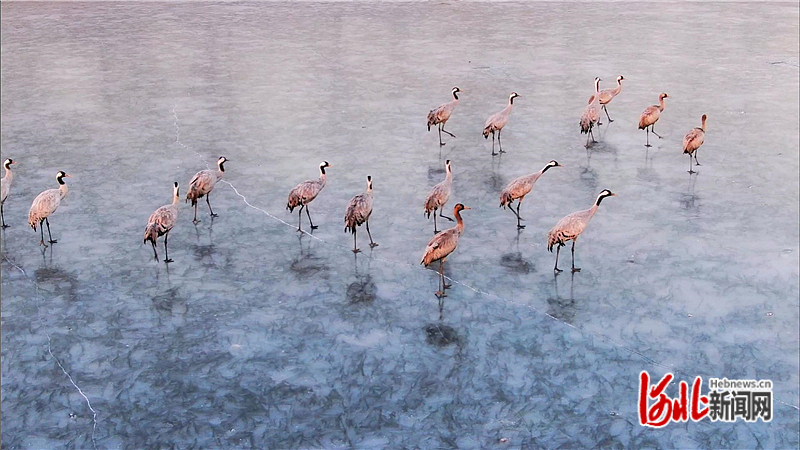 图3：2023年1月9日，灰鹤在迁安市黄台湖湿地公园的冰面上休憩。.jpg