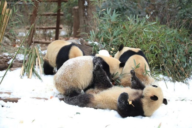 四川成都：大熊猫尽情雪地撒欢