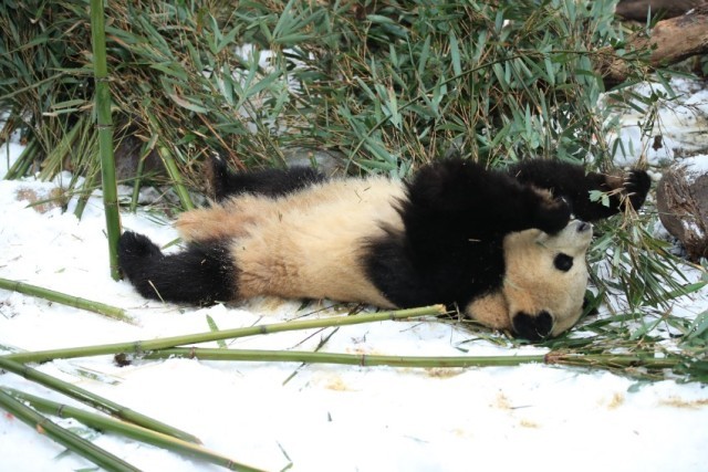 大熊猫尽情雪地撒欢。成都大熊猫繁育研究基地供图