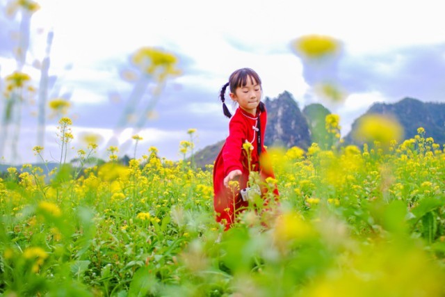 广西兴业：油菜花盛放 扮靓美丽乡村